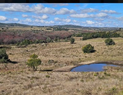 Venta Chacra de 3 hectáreas en José Ignacio