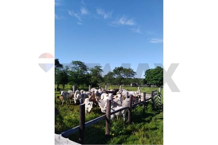 ESTANCIA DE 1.840.000 M2 DE TERRENO EN CANINDEYU EN VENTA