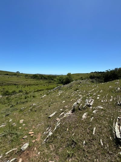 Venta Campo ganadero en Lavalleja