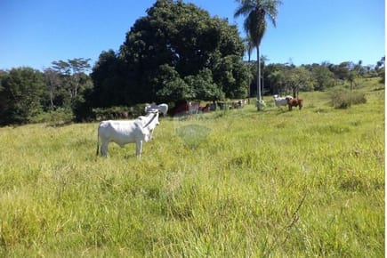 ESTANCIA GANADERA CON 650.000 M2 DE TERRENO A 80KM DE ASUNCION!
