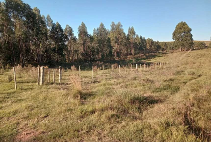 Venta campo 90ha Forestales en Treinta y Tres