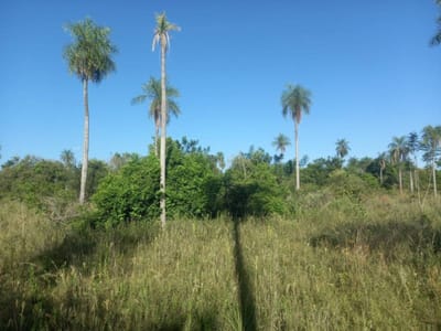 Vendo terreno de 10,5 hectareas en Eusebio Ayala Aguaity