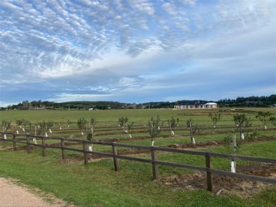 Chacra Plantación Narbona