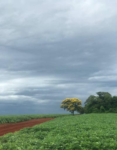 CAMPO EN DESARROLLO - OPORTUNIDAD ÚNICA DE INVERSIÓN EN CANINDEYÚ, CORPUS CHRISTI