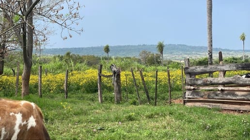 Fracción de 12 Hectáreas en Atyrá: Inversión Forestal y Paisajística con Arroyo