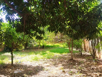 TERRENO DE 13.55 X 31.45 MTS BO KOKUE GUASU