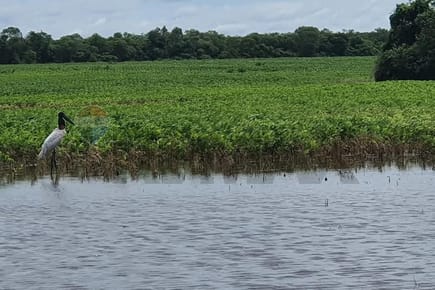 EN VENTA ESTANCIA PRODUCTIVA EN ALTO PARAGUAY