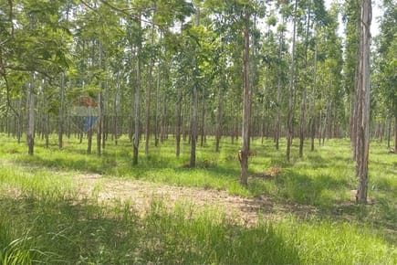 TERRENO DE 70 HECTAREAS CON 12.874 ARBOLES DE EUCALIPTOS, EN CHORÉ EN VENTA.