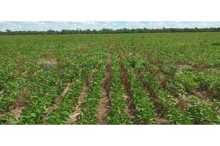 ESTANCIA DE 20.057 HECTÁREAS PRODUCTORA DE SOJA, MAÍZ Y GANADERÍA EN BAHÍA NEGRA EN VENTA