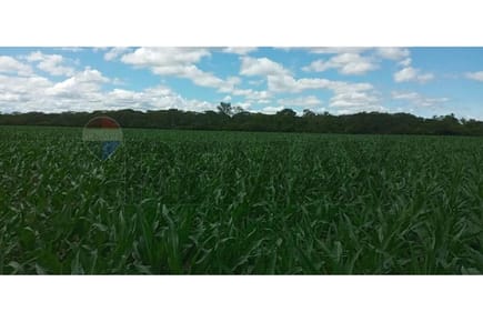 VENDO ESTANCIA EN BAHIA NEGRA