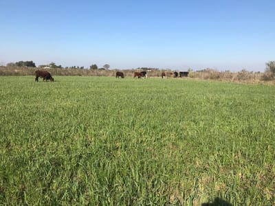 Campo sobre Ruta 7 km 70. Son 24 hectáreas  Total USD 350.000 DOLARES. Tala, Canelones