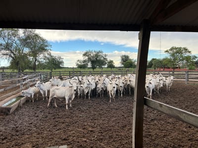 Vendo estancia formada de 1.600 has en neuland