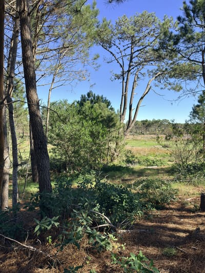 Gran terreno de 1.200 m² en Punta del Diablo | Ideal para desarrollo o vivienda