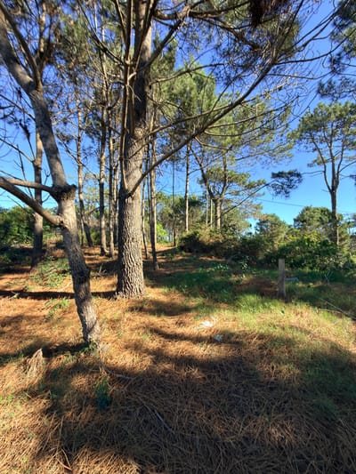 Viví entre pinos: terreno de 510 m² en Punta del Diablo