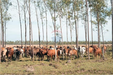 TERRENO PREPARADO PARA GANADERÍA EN YBYTYMÍ - PARAGUARÍ EN VENTA