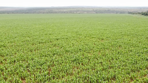 CAMPO EN VENTA CURUGUATY | 1.001 HECTÁREAS | 500 HA MECANIZADAS | Gs. 48.000.000/HA