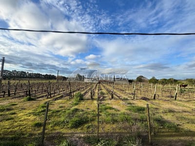 Chacra Productiva 5,6 Hectáreas Con Casco + Galpones + Cámaras De Frío + Viñedos Y Mucho Más! Inm Atlántida