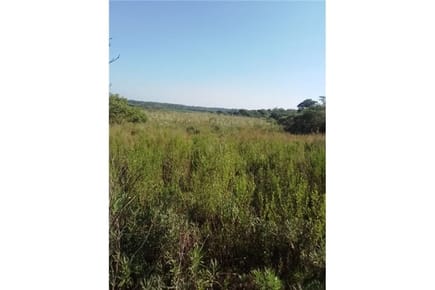EN VENTA 62 HECTÁREAS EN CORONEL BOGADO