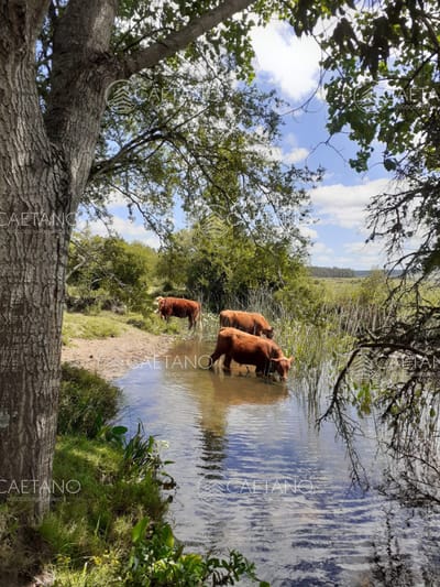 Chacra o Campo en Venta