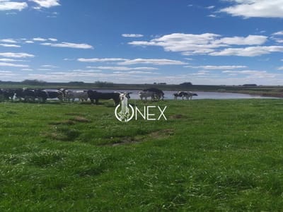 VENDO CAMPO 150 HECTÁREAS EN LA CIUDAD DE FLORIDA