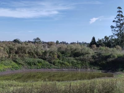 Chacra de 3 hectareas con tajamar en Santa Rosa