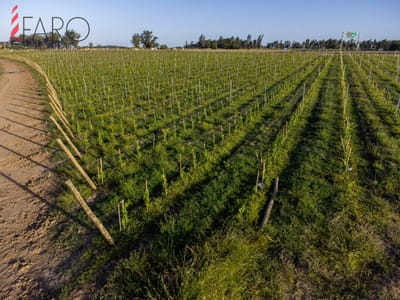 Chacra con vistas a viñedos.Zona José Ignacio