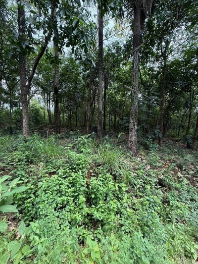 Venta de Terreno en Loma Grande, Cordillera