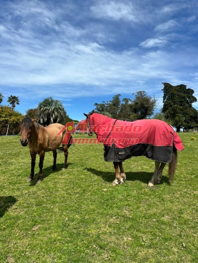 Chacra en venta San Carlos