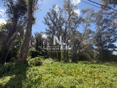 Barrio Golf, Punta del Este | Dos lotes, múltiples posibilidades.