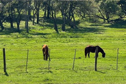 Granja en venta Caacupé 