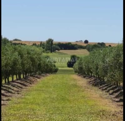 IMPORTANTE CHACRA DE 35 HECTAREAS EN ARTILLEROS, COLONIA