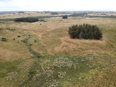Venta Campo 35 hectáreas Garzón José Ignacio