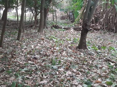 VENDO 4 TERRENOS JUNTOS EN BARRIO 5 DE SAN BERNARDINO