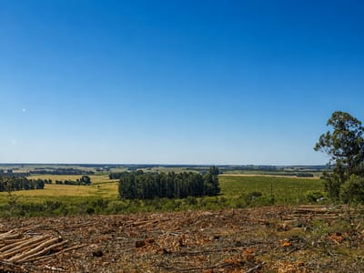 Salus Valle de Fortaleza | Activo Forestal con Múltiples Oportunidades desarroll