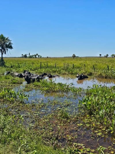 VENDO CAMPO ÑEMBUCU