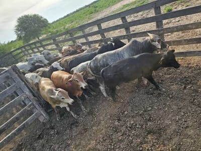 Vendo Hermosa Estancia De 900has En Boquerón