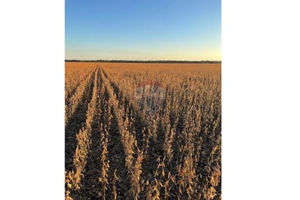 VENTA DE CAMPO-SAN PEDRO DEL PARANA 600 HECTAREAS