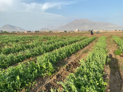 Terreno En Venta De 600 M²  en Moche