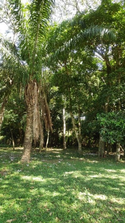 TERRENO EN VENTA  Ubicado en el pueblo de Buena Vista