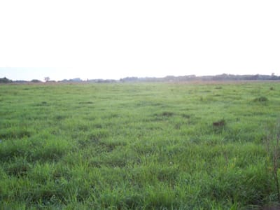 VENTA DE 24HA COSTA GUASU/BENJAMIN ACEVAL ESPECIAL GANADERIA 