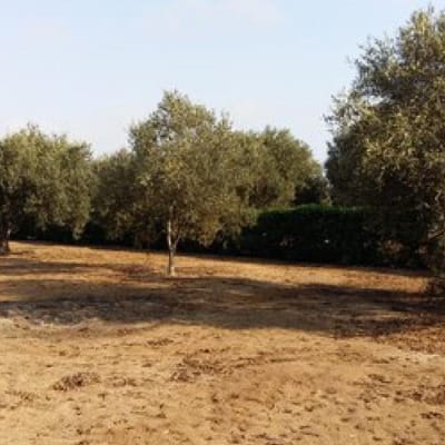Terrenos Residenciales Proyecto Condominio El Olivar
