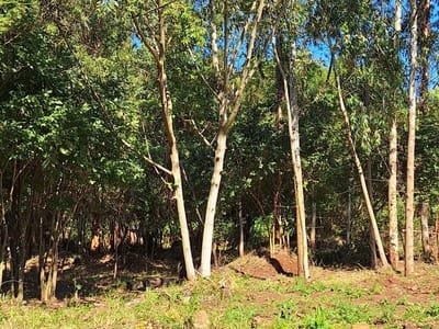 VENDO PROPIEDAD RURAL DE 1 HECTÁREA EN CAMBYRETA