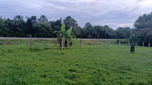 En Venta 500 Hectáreas Sobre Carretera asfaltada – 40 kms Guayaramerin