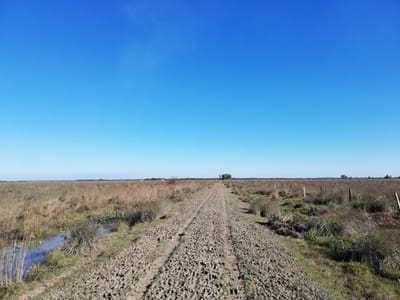 HECTAREAS EN ARROYOS Y ESTEROS  