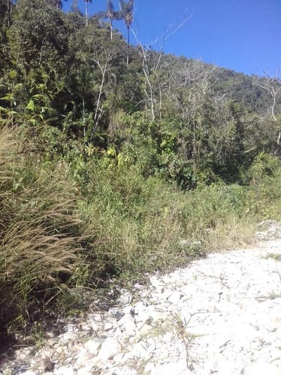 TERRENO DE 38.42 HECTAREAS PARA CRIANZA, CULTIVO O BUNGALOWS, 15OOO SOLES LA HA