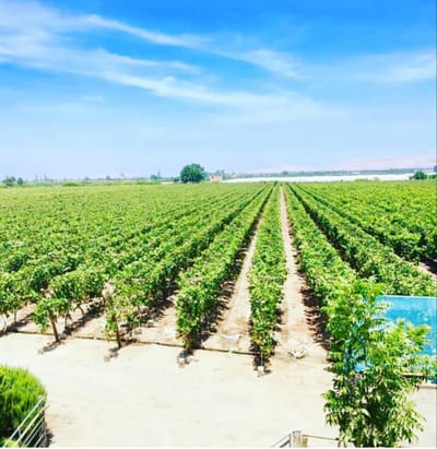 Venta De Terreno  Cañete Quilmana