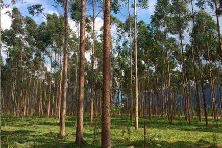 EL MEJOR LUGAR PARA VIVIR EN LA NATURALEZA OXAPAMPA ECOLODGE