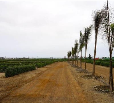Vendo Terreno en Asia de 93.7 hectáreas, Altura Km103 Panamericana Sur