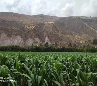 TERRENO en VENTA en CALCA CERCA A CARRETERA