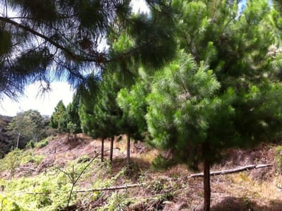 Venta de Terreno en Villa Rica